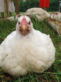 Chemical Free Pasture Raised Chicken