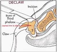 Declawing Your Cat Is Painful