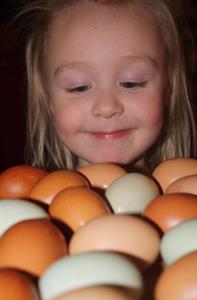 Free Range Organic Eggs