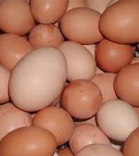 Fresh Organic Eggs