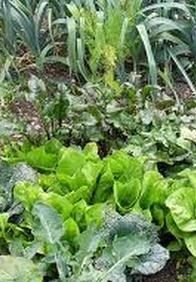 Grow your own Organic Food in NY
