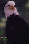 Resident Raptor Bald Eagles